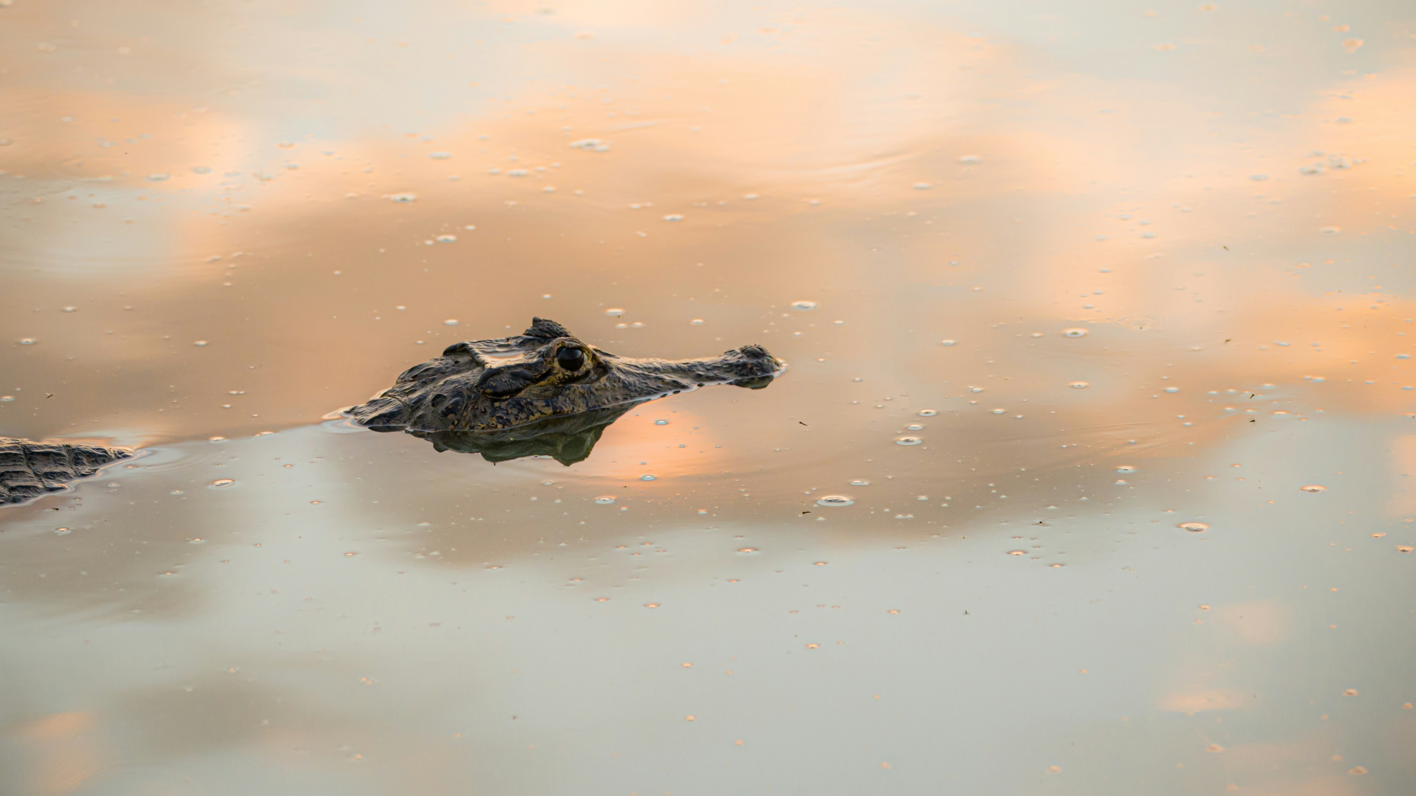 black crocodile on body of water